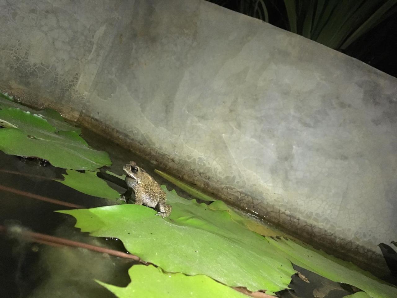 Casa Vana Hiriketiya ディックウェラ エクステリア 写真