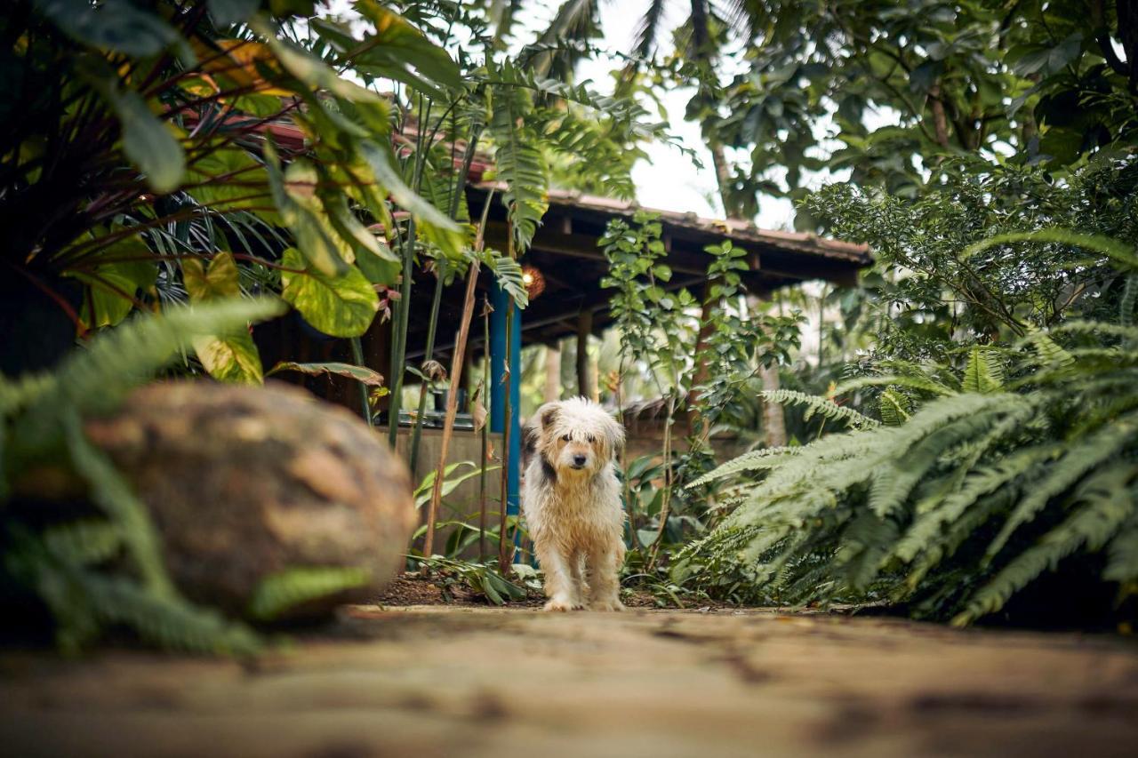 Casa Vana Hiriketiya ディックウェラ エクステリア 写真